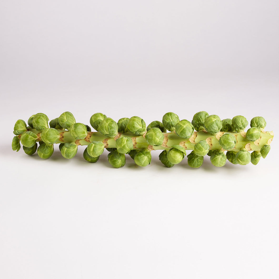 Brussels Sprout Tree